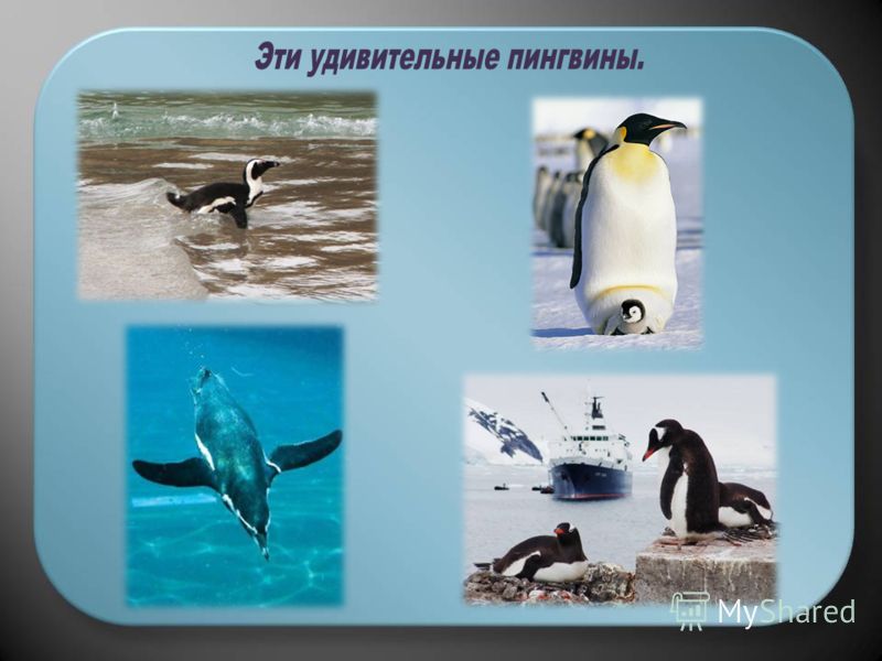 Рабочая программа дошкольного образовательного учреждения детей старшей группы