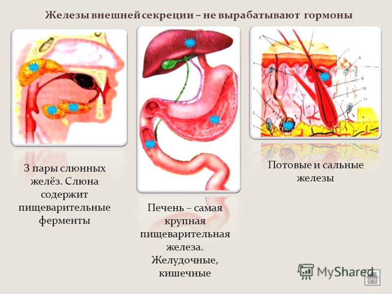 Презентация Щитовидная Железа В Физиологии