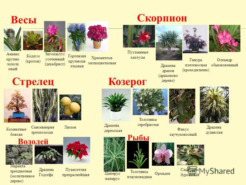 Сорт капусты надежда с фото и описанием Сорт капусты надежда с фото и описанием