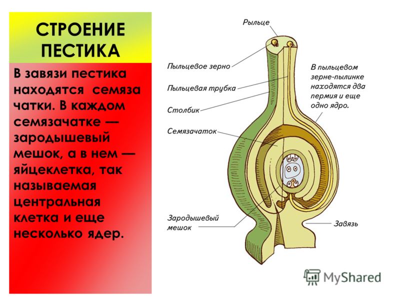 Строение женских органов схема фото 725