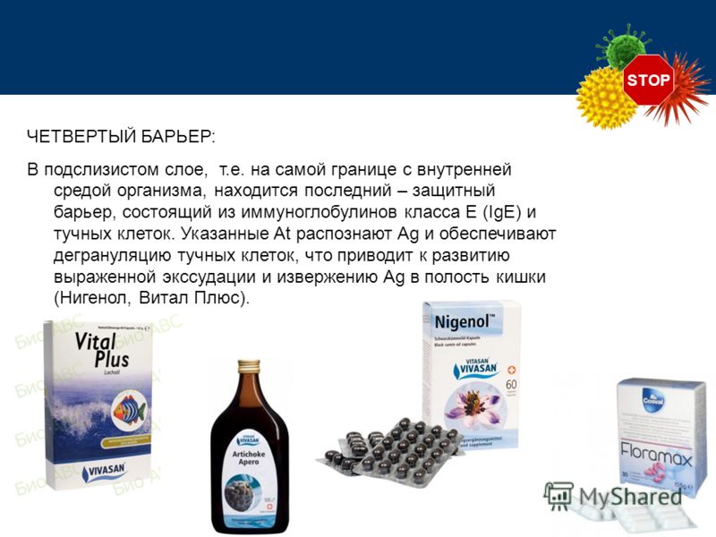 STOP ЧЕТВЕРТЫЙ БАРЬЕР: В подслизистом слое, т.е. на самой границе с внутренней средой организма, находится последний – защитный барьер, состоящий из и