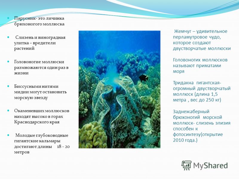 Презентация по Биологии 8 Класс Выделительная Система