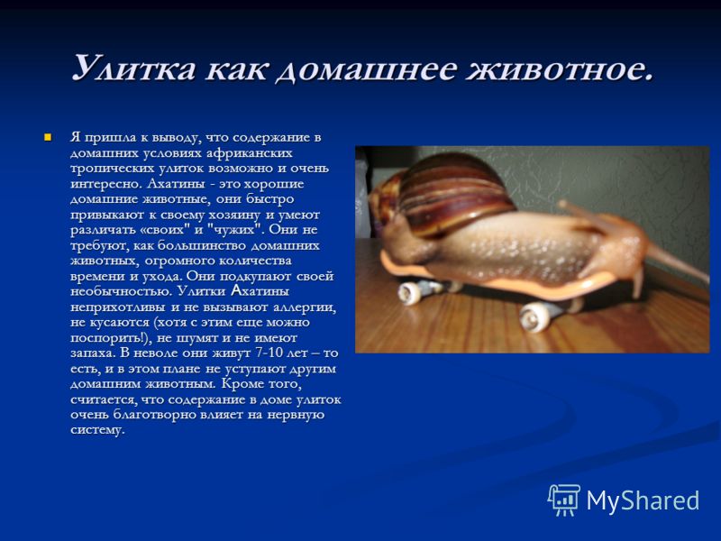 Как есть улиток в домашних условиях Как есть улиток в домашних условиях
