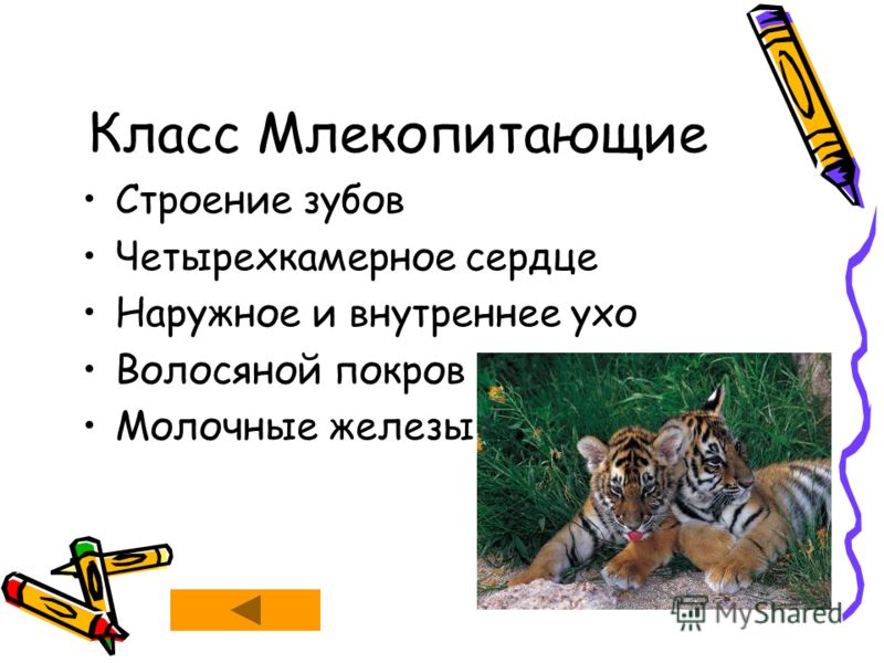 Строение зубов человека 3 класс Строение зубов человека 3 класс