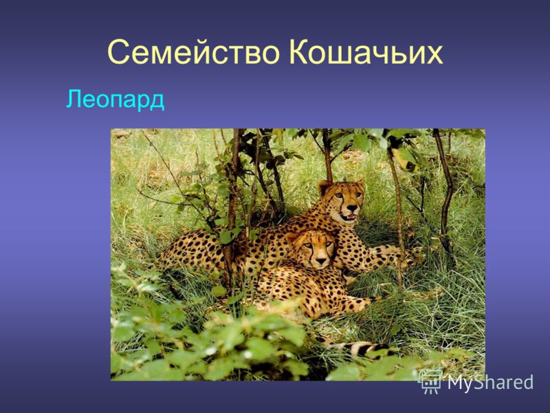 Литература 8 класс украина