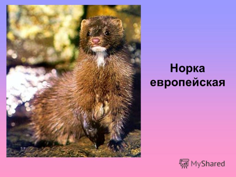 Рабочая программа факультатива по опк 8 класс