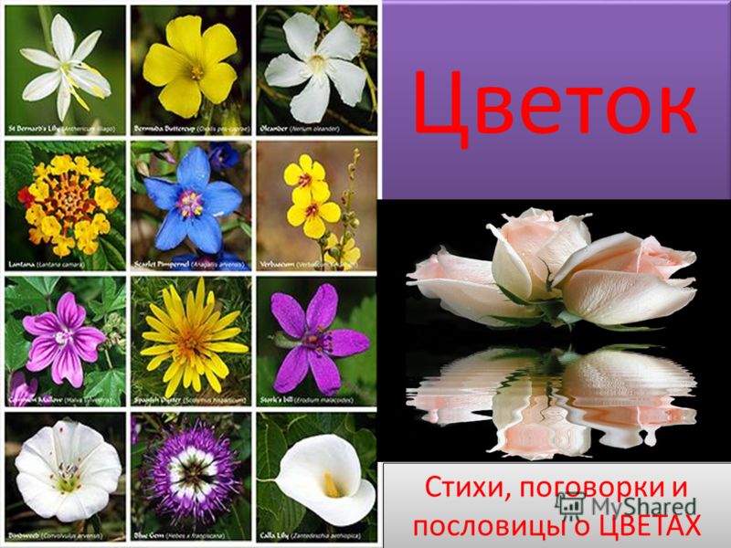 Стихи о цветах на конкурс Стихи о цветах на конкурс