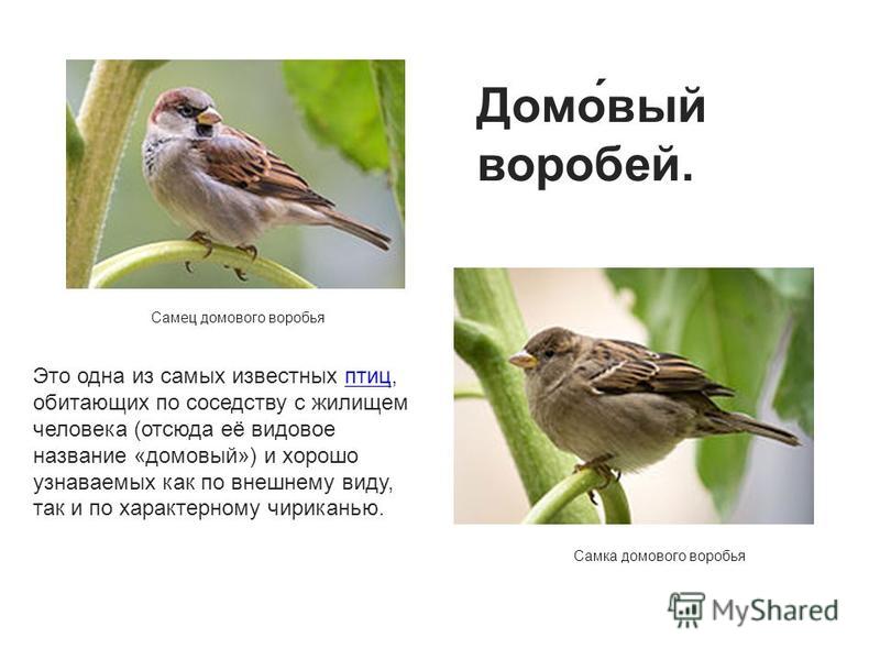 Почему воробей называется воробей Почему воробей называется воробей