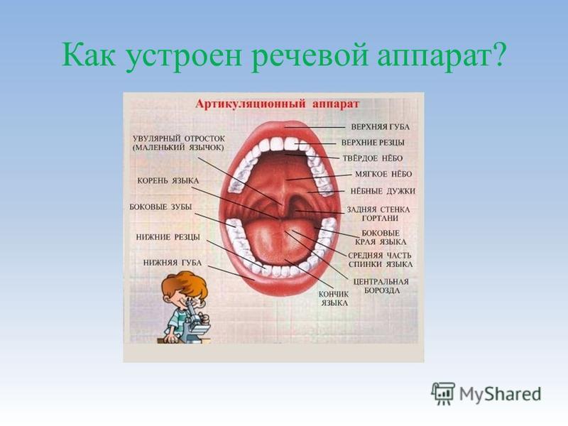 Логопедического обследования по схеме строение артикуляционного аппарата Логопедического обследования по схеме строение артикуляционного аппарата