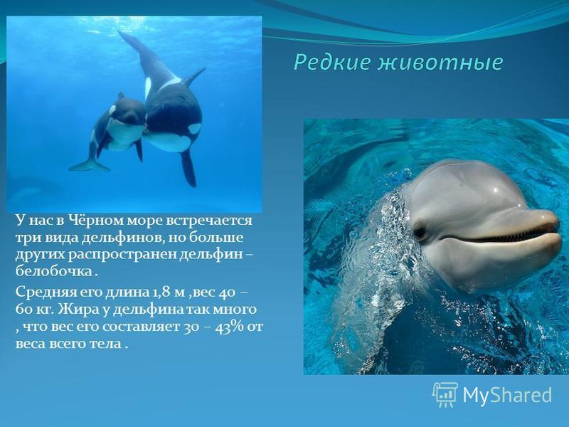 Дельфины черного моря интересные факты