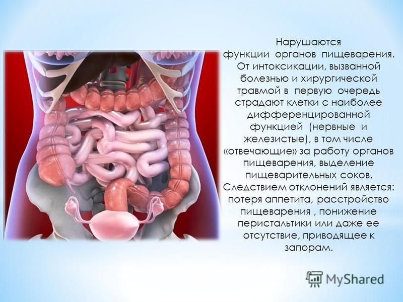 Лечение органов пищеварения в домашних условиях Лечение органов пищеварения в домашних условиях