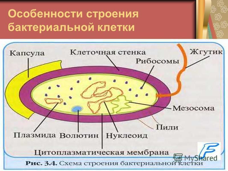 Особенности строения бактериальной клетки