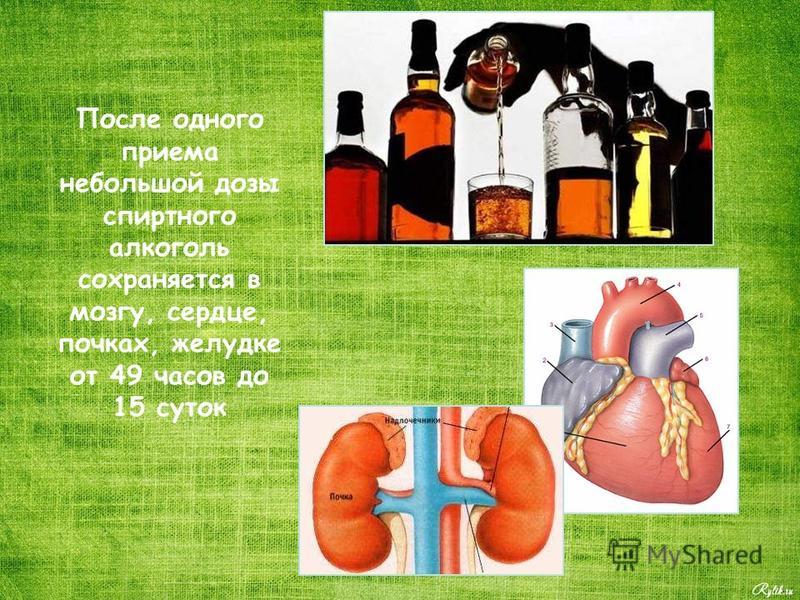 После одного приема небольшой дозы спиртного алкоголь сохраняется в мозгу, сердце, почках, желудке от 49 часов до 15 суток
