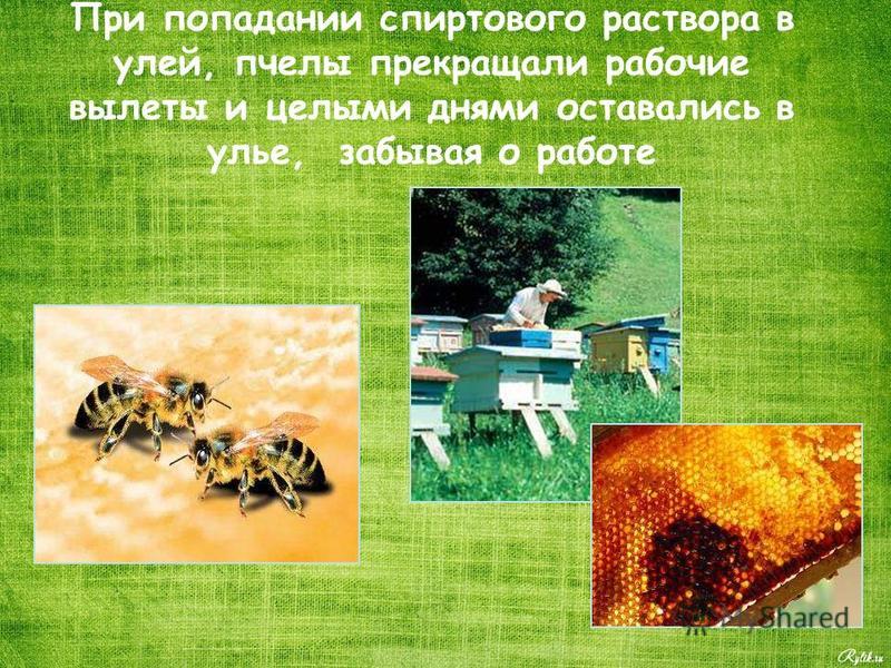 При попадании спиртового раствора в улей, пчелы прекращали рабочие вылеты и целыми днями оставались в улье, забывая о работе