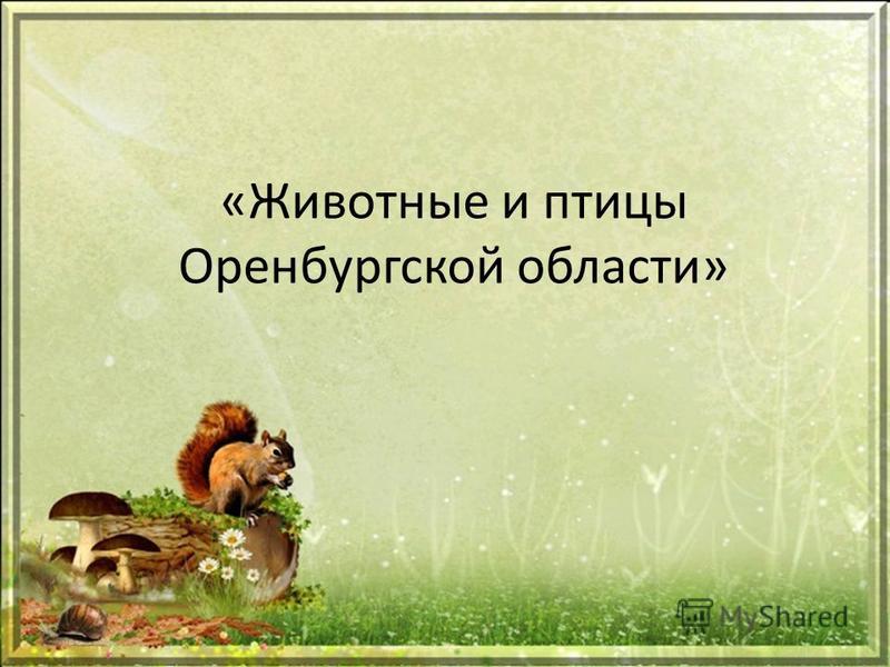 Птицы Оренбургской Области Фото