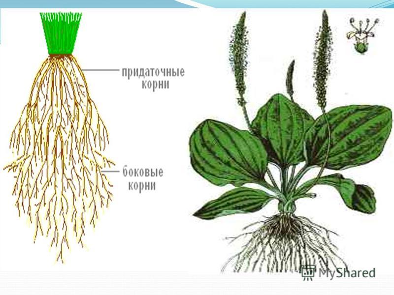 Корневая система представлена - Вопросы и ответы