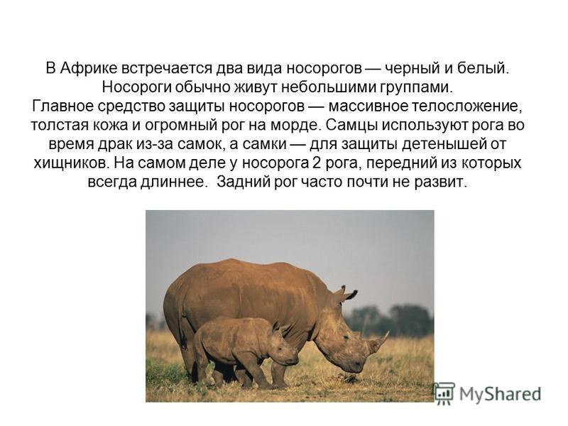 В Африке встречается два вида носорогов черный и белый. Носороги обычно живут небольшими группами. Главное средство защиты носорогов массивное телосложение, толстая кожа и огромный рог на морде. Самцы используют рога во время драк из-за самок, а самк