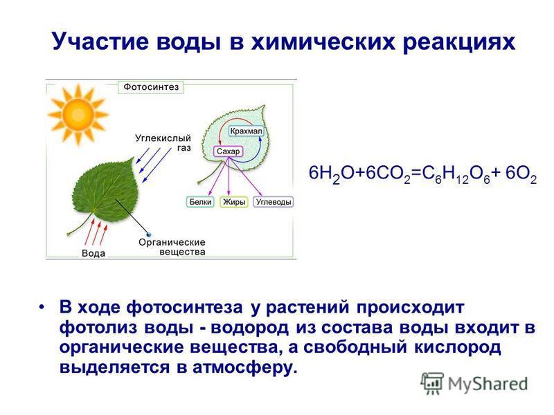 В ходе фотосинтеза у растений происходит фотолиз воды - водород из состава воды входит в органические вещества, а свободный кислород выделяется в атмосферу. Участие воды в химических реакциях 6H 2 O+6CO 2 =C 6 H 12 O 6 + 6O 2