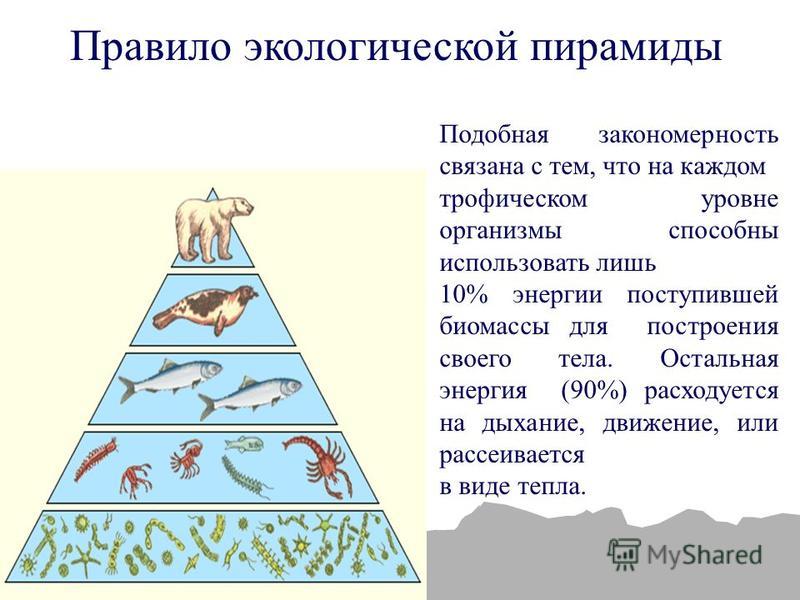Правило экологической пирамиды Подобная закономерность связана с тем, что на каждом трофическом уровне организмы способны использовать лишь 10% энергии поступившей биомассы для построения своего тела. Остальная энергия (90%) расходуется на дыхание, д