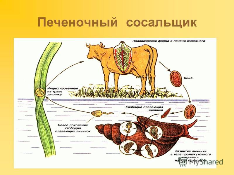 паразиты в костях человека паразиты в костях человека