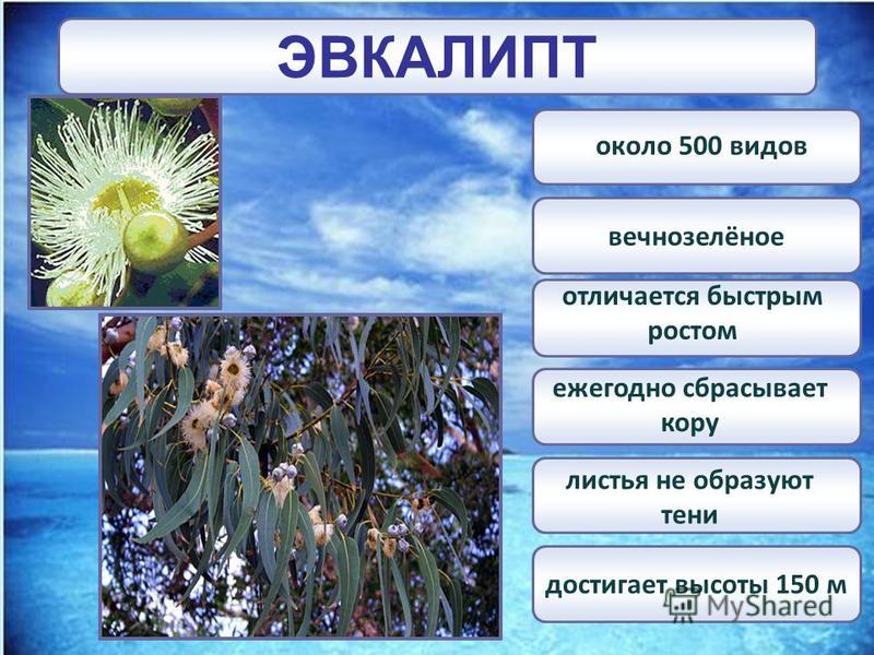 ЭВКАЛИПТ вечнозелёное достигает высоты 150 м около 500 видов ежегодно сбрасывает кору отличается быстрым ростом листья не образуют тени