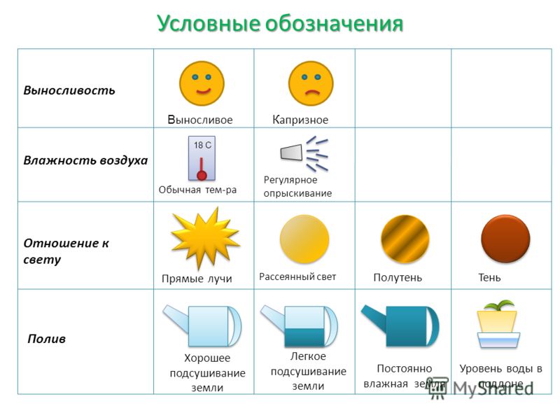 Цветы комнатные колеус 27
