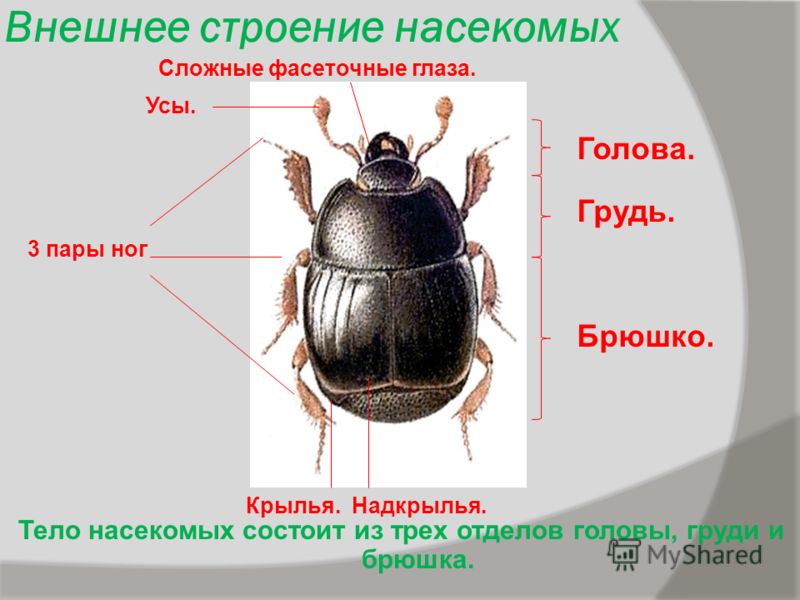 Глаза 6 класс Глаза 6 класс