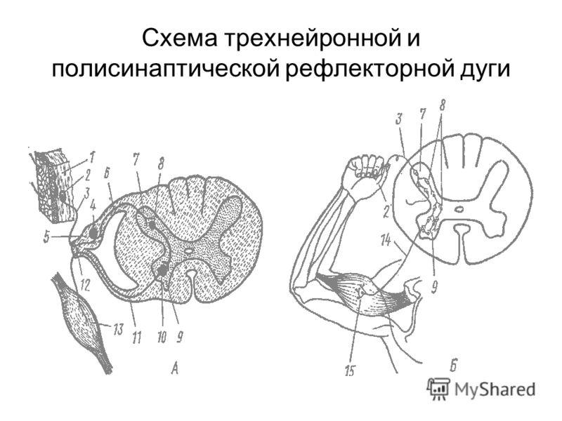 Схема трехнейронной рефлекторной дуги