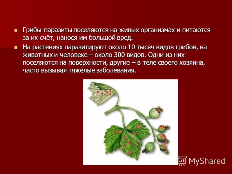 паразиты в человеке фото с названиями паразиты в человеке фото с названиями