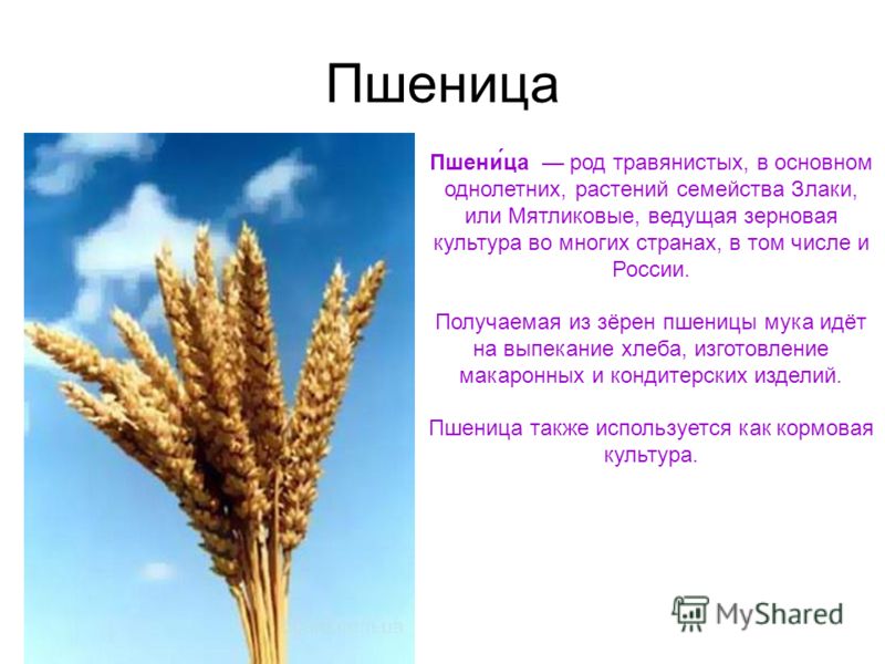 блюда диетического питания для похудения на второе блюда диетического питания для похудения на второе