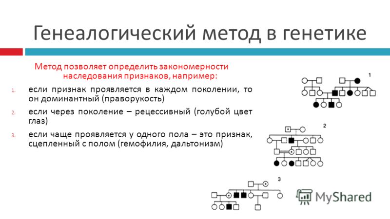 Наследование цвета волос у человека 2
