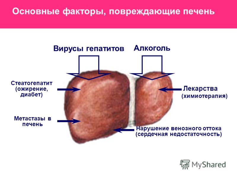 врач диетолог онлайн консультация врач диетолог онлайн консультация