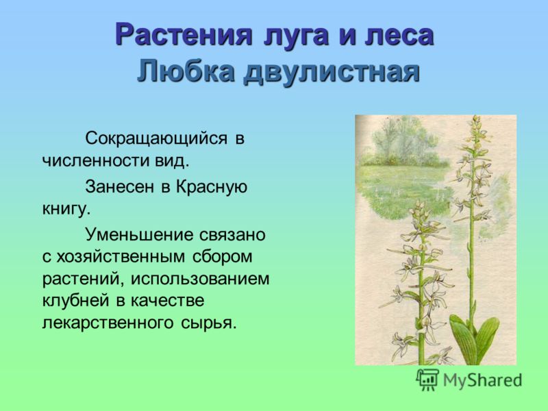 Леса россии все красоты Леса россии все красоты