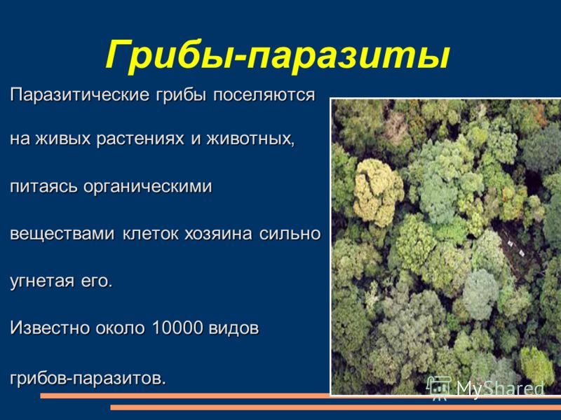 роль паразитов в природе и жизни человека роль паразитов в природе и жизни человека