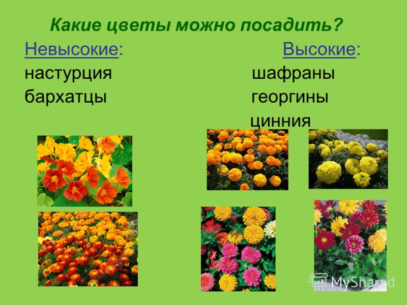 Какие многолетние цветы можно посадить в тени за домом или Какие цветы посадить в тени. 16 названий цветов, которые