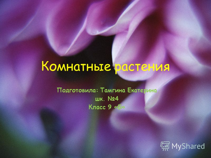 скачать презентацию комнатные растения 2 класс