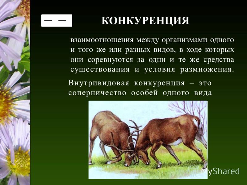 роль паразитов в природе и жизни человека роль паразитов в природе и жизни человека