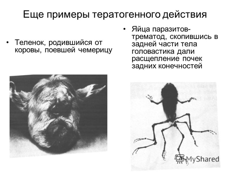 норма паразитов в организме норма паразитов в организме