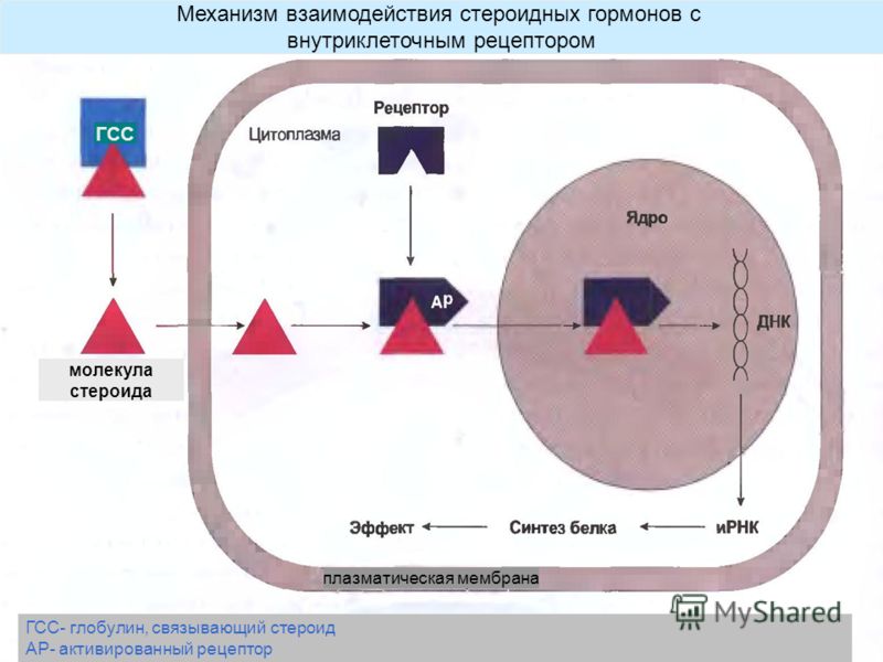 плазматическая мембрана ГСС ГСС- глобулин, связывающий стероид АР- активированный рецептор молекула стероида Механизм взаимодействия стероидных гормон