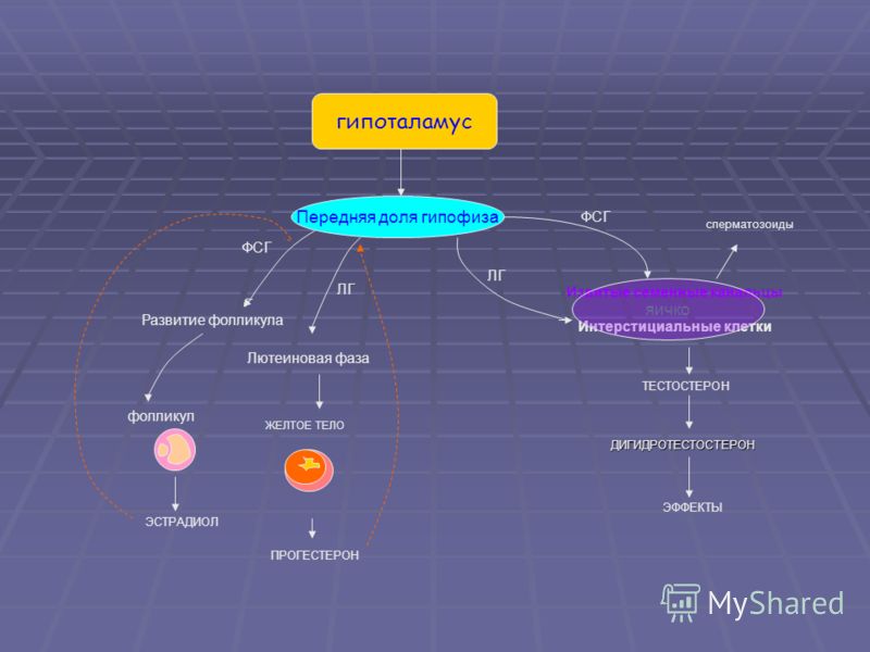 Передняя доля гипофиза гипоталамус Развитие фолликула Лютеиновая фаза Извитые семенные канальцы Интерстициальные клетки сперматозоиды ФСГ ЛГ ТЕСТОСТЕР