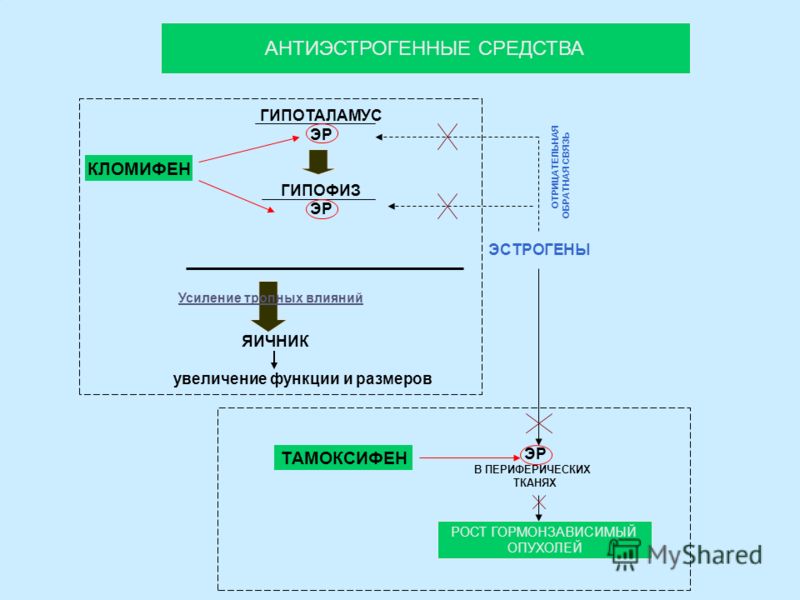АНТИЭСТРОГЕННЫЕ СРЕДСТВА ГИПОТАЛАМУС ЭР ГИПОФИЗ ЭР КЛОМИФЕН ЭСТРОГЕНЫ ОТРИЦАТЕЛЬНАЯ ОБРАТНАЯ СВЯЗЬ ЯИЧНИК увеличение функции и размеров Усиление тропн