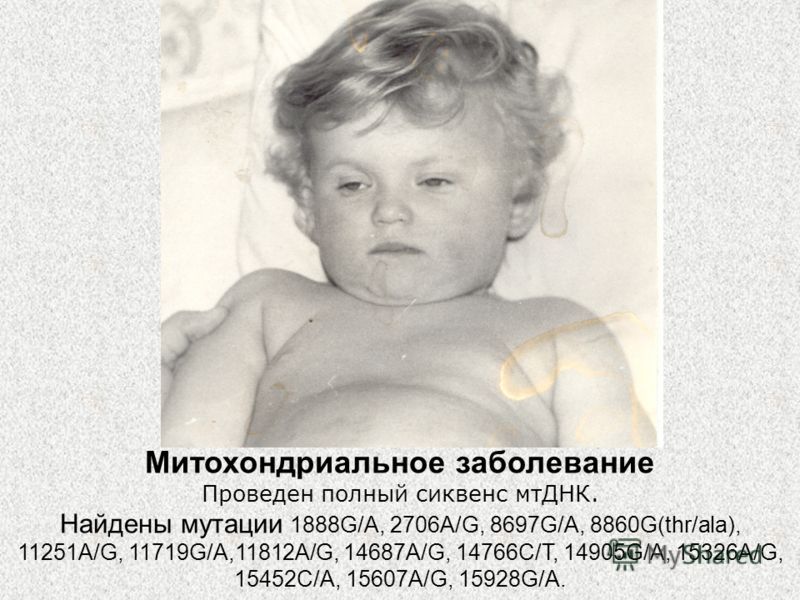 Как вылечить дерматит у кошки в домашних условиях