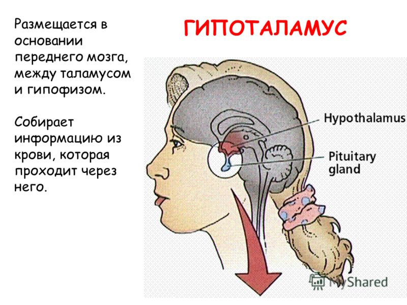 статины классификация механизм действия статины классификация механизм действия