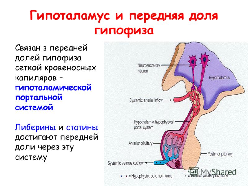 расщепление жира на животе расщепление жира на животе