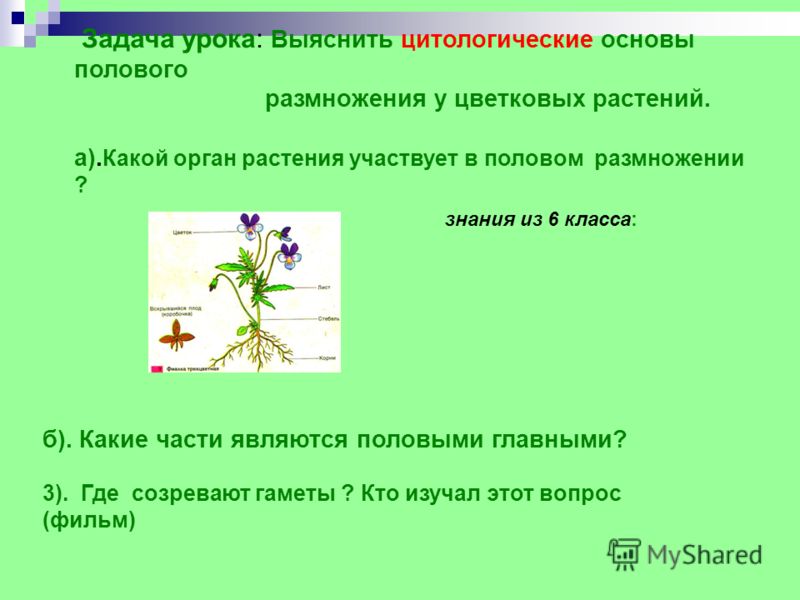 Цветок половом размножении растения Цветок половом размножении растения