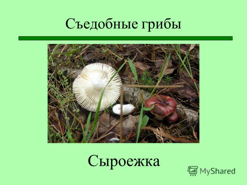 сочинение в 3 классе на тему грибы подберзовики сочинение в 3 классе на тему грибы подберзовики