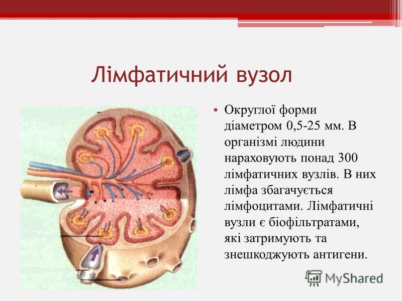 Реферат: Причини руху крові по артеріях венах капілярах