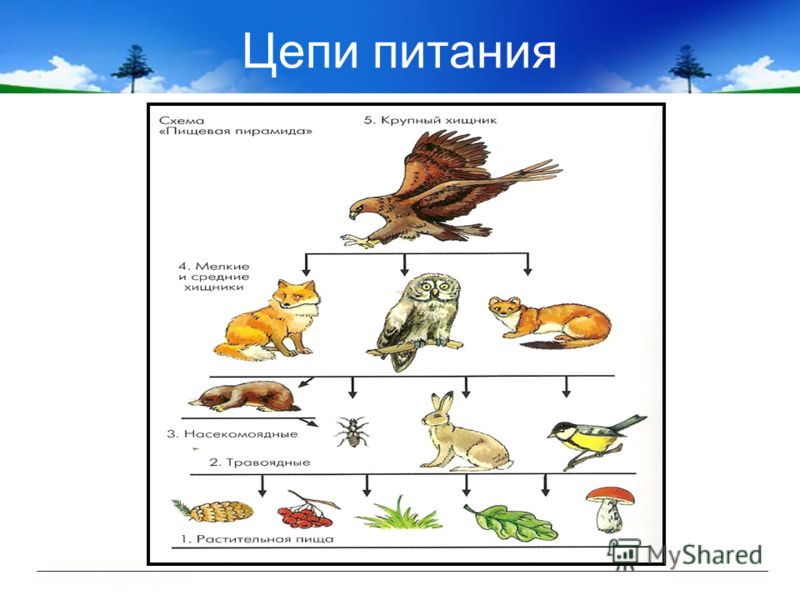 Цепь питания тундры схема 4 класс фото 375