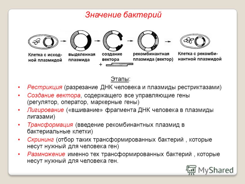 гвоздика от глистов детям гвоздика от глистов детям