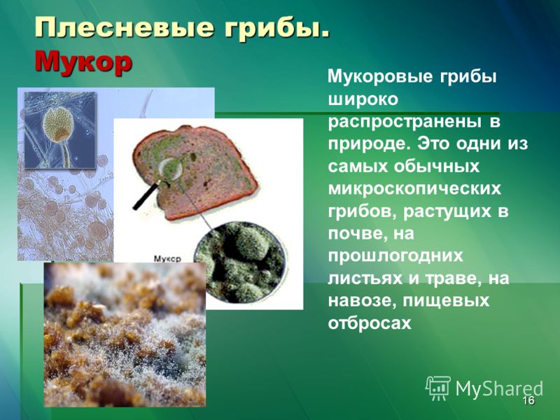 Средство от бельевых паразитов